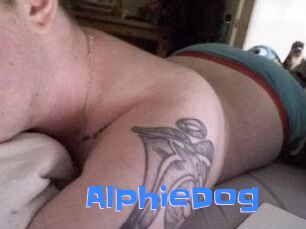 Alphie_Dog