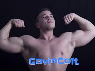 GavinColt