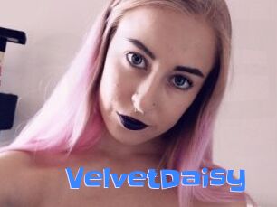 VelvetDaisy